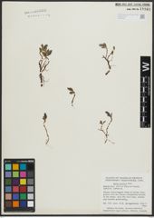 Foto von Salix arctica Pall.
